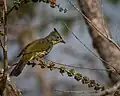 Bulbul strié