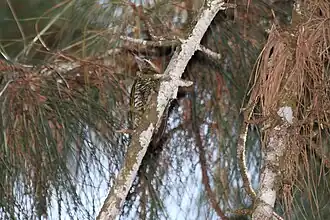 Description de l'image Stripe-cheeked Woodpecker (Piculus callopterus)a.jpg.