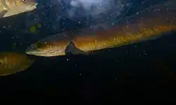 Tête de serpent Channa striata