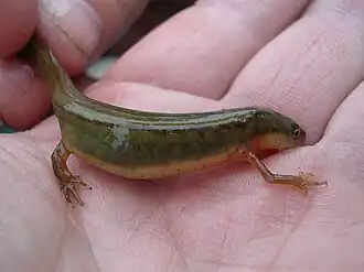 Description de l'image Striped newt salamander notophthalmus perstriatus.jpg.