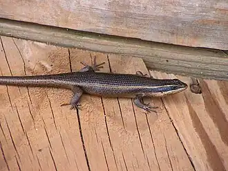 Description de l'image Striped skink.jpg.