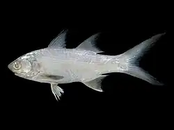 Polydactylus plebeius