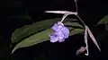 Fleur de Stromanthe tonckat