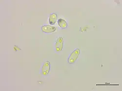 Spores biguttulées.