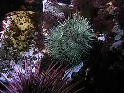 Strongylocentrotus droebachiensis