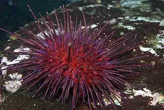 Spécimen photographié au Canada.