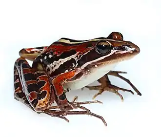 Description de l'image Strongylopus bonaespei 203553151.jpg.