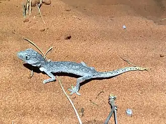 Description de l'image Strophurus ciliaris.jpg.