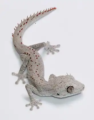 Description de l'image Strophurus wellingtonae.jpg.