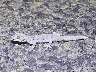 Description de l'image Strophurus williamsi 360522017.jpg.