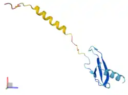 Cette image montre la structure tridimensionnelle du précurseur d'un PF4 monomérique, telle que prédite par le logiciel AlphaFoldAlphaFold attribue un score de confiance pour chaque résidu de la structure, appelé plDDT. Ce score varie de 0 à 100, indiquant le niveau de fiabilité de la prédiction : un score supérieur à 90 (représenté en bleu foncé) indique une très haute confiance dans la prédiction ; un score entre 70 et 90 (bleu clair) indique une confiance élevée ; un score entre 50 et 70 (jaune) signifie une faible confiance ; et un score inférieur à 50 (orange) indique une très faible confiance. Ces scores permettent d'évaluer la précision de la structure prédite par le logiciel AlphaFold.,John Jumper, Richard Evans, Alexander Pritzel et Tim Green, « Highly accurate protein structure prediction with AlphaFold », Nature, vol.&nbsp;596, no&nbsp;7873,‎ août 2021, p.&nbsp;583–589 (ISSN&nbsp;1476-4687, PMID&nbsp;34265844, PMCID&nbsp;8371605, DOI&nbsp;10.1038/s41586-021-03819-2, lire en ligne, consulté le 16 décembre 2024).,Mihaly Varadi, Damian Bertoni, Paulyna Magana et Urmila Paramval, « AlphaFold Protein Structure Database in 2024: providing structure coverage for over 214 million protein sequences », Nucleic Acids Research, vol.&nbsp;52, no&nbsp;D1,‎ 5 janvier 2024, D368–D375 (ISSN&nbsp;1362-4962, PMID&nbsp;37933859, DOI&nbsp;10.1093/nar/gkad1011, lire en ligne, consulté le 16 décembre 2024)..