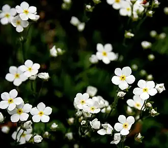 Description de l'image Stumpfblättriger Mannsschild (Androsace obtusifolia) 5680.JPG.