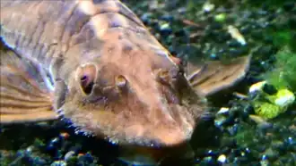 Détail de la tête.