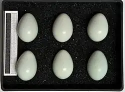 Six œufs pâles d'étourneau sansonnet.