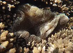 Stichodactyla haddoni