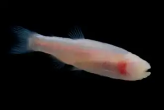 Description de l'image Stygichthys typhlops (236247983-l).png.