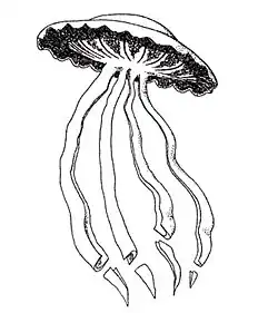 Description de l'image Stygiomedusa Gigantea ov.jpg.