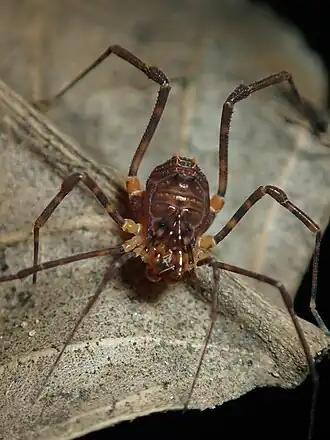 Description de l'image Stygnus luteus 174165859.jpg.