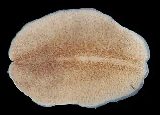 Stylochus ellipticus, un Stylochidae