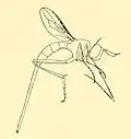 Stylogaster