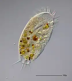 Stylonychia putrina