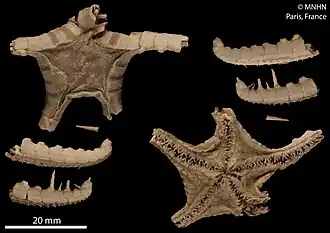 Styracaster armatus (MNHN).