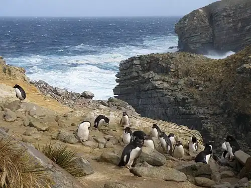 Il faut, du nid à la mer, gravir 50 m de falaise !