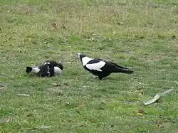 Un cassican en posture de soumission couché sur le dos, tête dirigée vers un adulte dominant, cou tendu et bec ouvert.