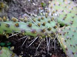 Les glochides jaunes d'Opuntia howeyi&nbsp;(de), les zébrures sur les feuilles de l'Aloès maculé et les côtes grisâtres sillonnant la tige de l'Euphorbe vireuse présentent des couleurs aposématiques avertissant les prédateurs de la spinescence propre à protéger ces plantes contre les mammifères herbivores.