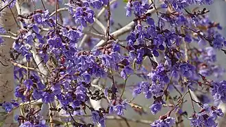 Bowdichia virgilioides