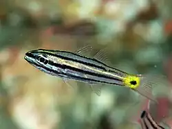 Cheilodipterus intermedius