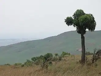 Image illustrative de l’article Highveld