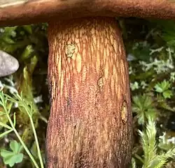 Réseau devenant ponctuations du Bolet menteur (Suillellus mendax)