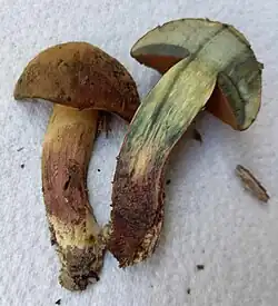 Chair du bas du pied betterave.