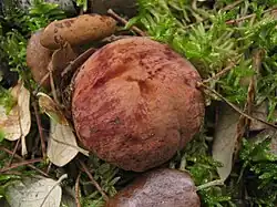 Chapeau brun orangé, brunâtre à rougeâtre