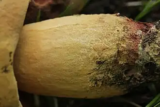 Stipe jaunâtre crème très finement ponctué ou lisse.