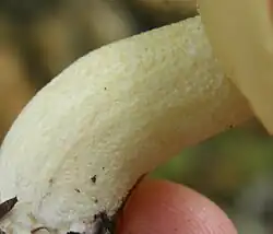 Granulations blanches concolores sur le stipe du Bolet granulé (Suillus granulatus).