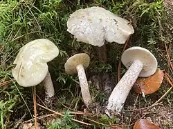 Description de cette image, également commentée ci-après