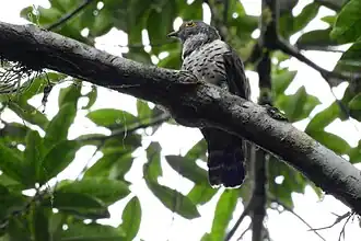 Description de l'image Sulawesi cuckoo.jpg.