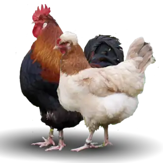 Couple de Sulmtaler froment