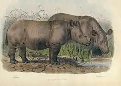 Dessin représentant deux rhinocéros s'abreuvant à un point d'eau.