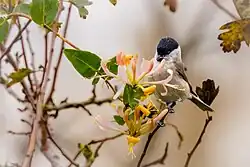 Petit oiseau rondouillard dans un arbuste fleuri, examinant l'intérieur d'une fleur.