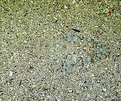 Sunagocia otaitensis