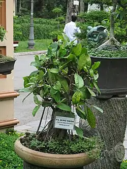 Ficus drupacea en bonsaï au jardin botanique et zoologique de Saigon.