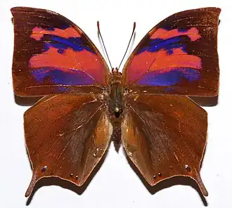Description de l'image Superb Leafwing (Anaea nessus) (8364844419).jpg.