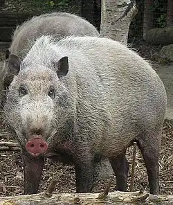 Sus barbatus