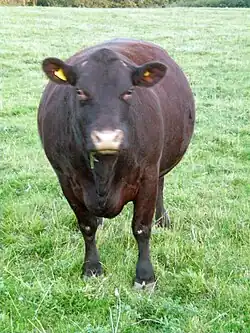 vache de face, sans cornes, à la robe chocolat et au mufle et tour des yeux rosés