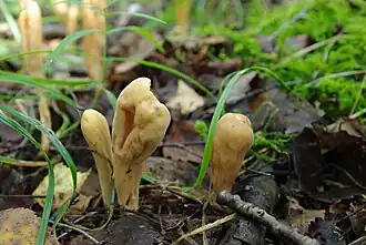 Clavariadelphus pistillaris, Pays Baltes