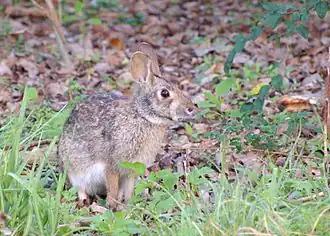 Description de l'image Swamp Rabbit (Sylvilagus aquaticus).jpg.