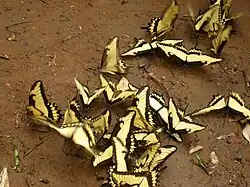 Papilio astyalus mâles, en groupe